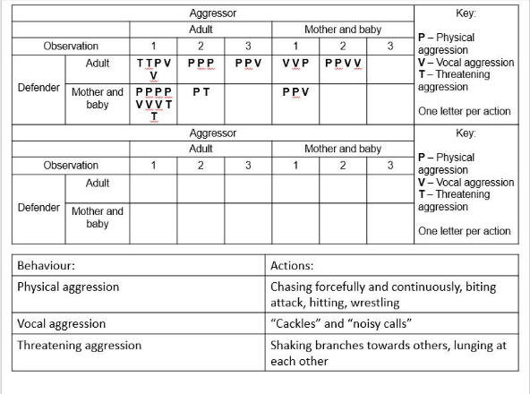 csquirrel-monkey-stuff
